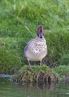 Duck Prints: Teal Anas crecca male Cley Norfolk autumn