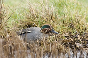 Male Prints: Teal Anas crecca male in ditch Norfolk winter