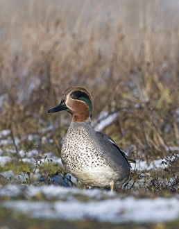 Wildfowl Prints: Teal Anas crecca male Norfolk winter