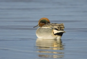 Prints of Teal Anas crecca male North Norfolk winter Images Dated 2005 December: Teal Anas crecca male North Norfolk winter