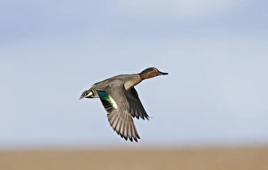 Duck Prints: Teal Anas crecca male Salthouse Norfolk winter