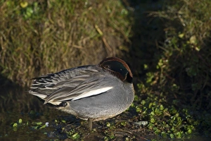 Teal Anas crecca male sleeping Norfolk winter Teal Anas crecca male sleeping Norfolk winter