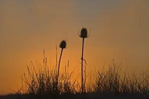 Plant Prints: Teasels at dawn Snettisham RSPB Reserve Norfolk winter