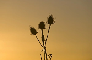 Teazel heads silhouetted at dawn at Snettisham RSPB Reserve Norfolk winter Teazel heads silhouetted at dawn at Snettisham RSPB Reserve Norfolk winter