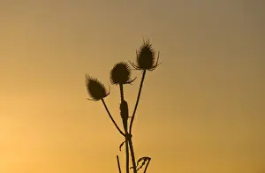 Plant Prints: Teazel heads silhouetted at dawn at Snettisham RSPB Reserve Norfolk winter