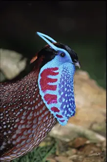 Temmincks Tragopan, male displaying with unfurled lappet, captive