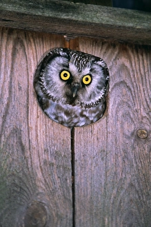 Tengmalms Owl, Aegolius funereus, peering from nest box, Finland, summer Tengmalms Owl, Aegolius funereus, peering from nest box, Finland, summer