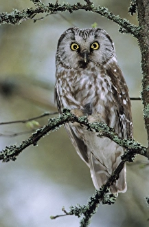 Raptor Prints: Tengmalms Owl Aegolius funereus Finland spring