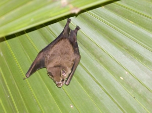 Panama Prints: Tent-making Bat sp. Metro Park Panama city Panama