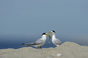 Tern Prints: Least Terns Cape May New Jersey USA spring