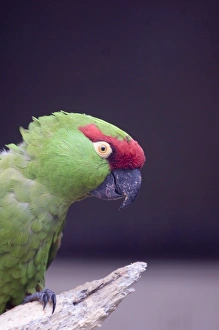 Thick-billed Parrot Rhyncopsitta pachyrhyncha Mexico