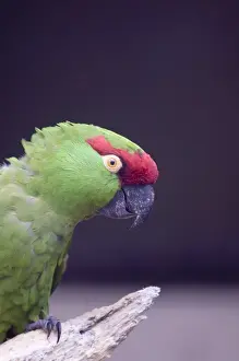 Thick-billed Parrot Rhyncopsitta pachyrhyncha Mexico