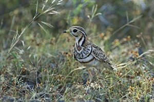 Kenya Prints: Three-banded Courser Cursorius cinctus Kenya