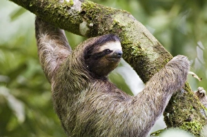Rainforest Prints: Three-toed Sloth El Valle Panama