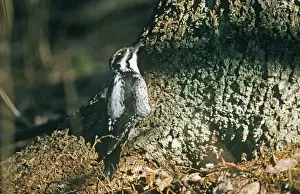Three-toed Woodpecker Picoides tridactylus Finland May