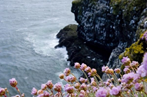 Rspb Reserve Prints: Thrift on cliff top Fowlsheugh RSPB reserve Scotland May