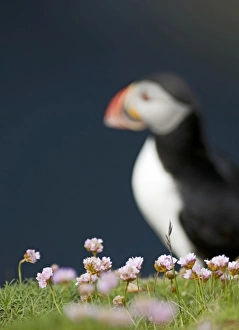 Thrift on cliff top with Puffin in background Sumburgh Head Shetland June Thrift on cliff top with Puffin in background Sumburgh Head Shetland June