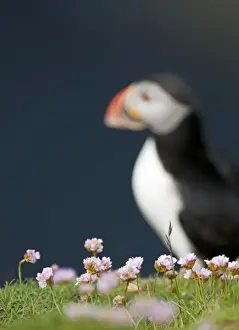 Shetland Prints: Thrift on cliff top with Puffin in background Sumburgh Head Shetland June