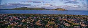 Thrift covered cliff top at Scatness. View towards Sumburgh Head Shetland Scotland June