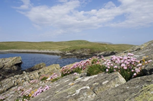 Rspb Reserve Prints: Thrift / East Ham Bay Mousa Shetland June