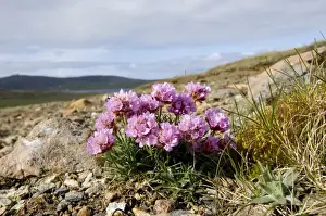Plant Prints: Thrift (Sea Pinks) growing on Keen of Hamar NNR Unst Shetland Scotland May