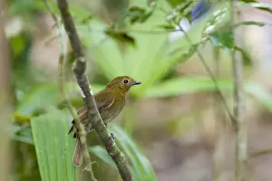 Thrush-Like Mourner Schiffornis turdinus Peten Guatemala