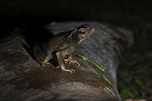 amazon amazonas peru south america neotropics