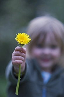 Children Prints: Toddler holding dandelion Norfolk April