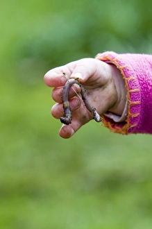 Wildlife Prints: Toddler holding earthworm in garden Norfolk spring