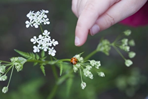 Insect Prints: Toddler pointing at Ladybird in garden Norfolk April