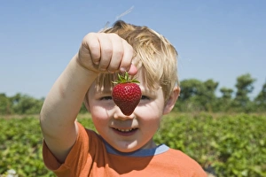 Toddler with strawberry at fruit farm Kent (MODEL RELEASED)