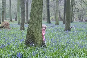 Toddler Prints: Toddler (young girl) peering around tree in Bluebell wood Bucks UK April