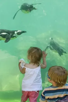 Wildlife Prints: Toddlers watching Magellanic Penguins swimming underwater at Zoo