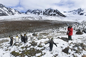 Tourist and King Penguins Aptenodytes patagonicus St Andrews Bay South Georgia November Tourist and King Penguins Aptenodytes patagonicus St Andrews Bay South Georgia November