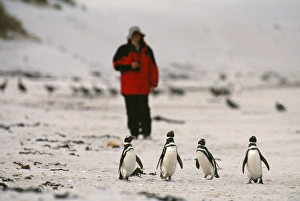 Tourist & Magellanic Penguins on beach, Carcass Island, Falklands Tourist & Magellanic Penguins on beach, Carcass Island, Falklands