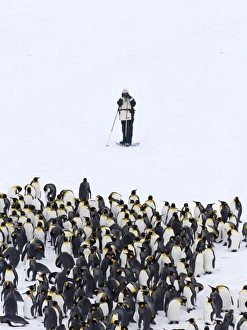 King Penguins Fortuna Bay South Georgia