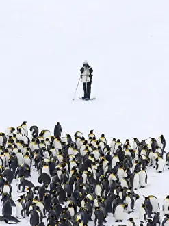 Tourist Prints: Tourist photographing King Penguins Aptenodytes patagonicus Fortuna Bay South Georgia