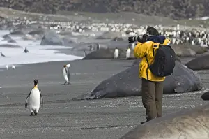 Tourist Prints: Tourist photographing King Penguins and Southern Elephant Seals on beach at St Andrews