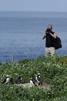 Tourist photographing Puffin Fratercula arctica on Inner Farne Farne Islands Northumberland Tourist photographing Puffin Fratercula arctica on Inner Farne Farne Islands Northumberland