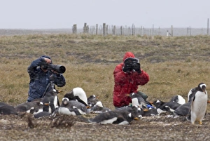 Gentoo Penguins Pygoscelis papua colony on Sea Lion Island Falklands