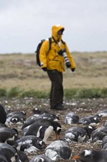 Tourists photographing Gentoo Penguins Pygoscelis papua colony on Sea Lion Island Tourists photographing Gentoo Penguins Pygoscelis papua colony on Sea Lion Island
