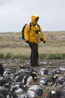 Tourist Prints: Tourists photographing Gentoo Penguins Pygoscelis papua colony on Sea Lion Island