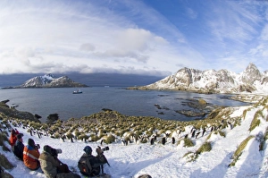 Tourists photographing Macaroni Penguins Eudyptes chrysolophus at colony in Cooper Tourists photographing Macaroni Penguins Eudyptes chrysolophus at colony in Cooper
