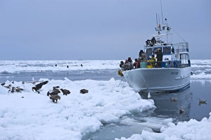 Tourists photographing Stellers and White-tailed Sea Eagles in pack ice off Shiteko Tourists photographing Stellers and White-tailed Sea Eagles in pack ice off Shiteko