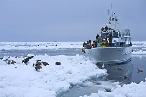 Japan Prints: Tourists photographing Stellers and White-tailed Sea Eagles in pack ice off Shiteko