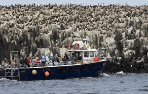 tourists viewing Guillemot colony Uria aalge Staple Island Farne Islands Northumberland tourists viewing Guillemot colony Uria aalge Staple Island Farne Islands Northumberland