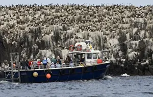 Tourist Prints: tourists viewing Guillemot colony Uria aalge Staple Island Farne Islands Northumberland