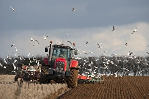 Tractor ploughing field in late winter with Black-headed Gulls following plough North Tractor ploughing field in late winter with Black-headed Gulls following plough North