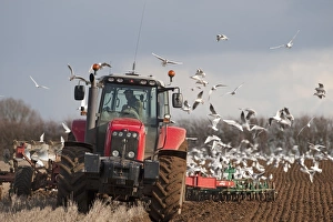 Tractor ploughing field in late winter with Black-headed Gulls following plough North