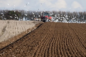 Tractor ploughing field in late winter with Black-headed Gulls following plough North